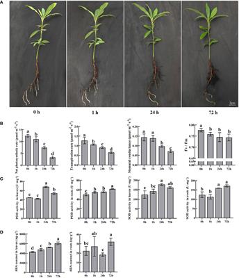 Co-expression network analysis reveals PbTGA4 and PbAPRR2 as core transcription factors of drought response in an important timber species Phoebe bournei